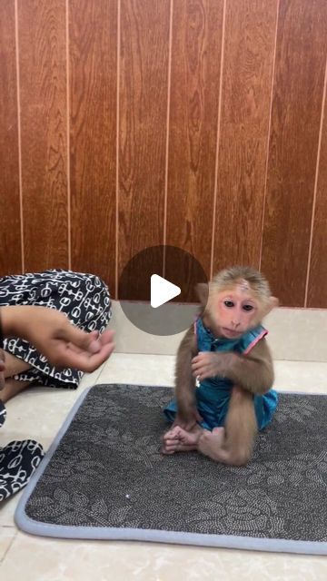 Pocket Monkey Pets, Baby Monkeys Cutest, Mexican Monkey, Baby Monkey For Sale, Capuchin Monkey Pet, Pet Monkey For Sale, Baby Monkey Videos, Monkey Pet, Ugly Monkey