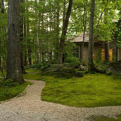 Plant a moss lawn where grass won't grow | southernliving.com Moss Lawn, Carpet Green, Moss Garden, Woodland Garden, Green Carpet, Shade Plants, Ground Cover, Lawn And Garden, Shade Garden