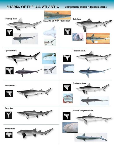 shark indenifaion | Shark Identification Chart - U.S. Atlantic Shark Teeth Identification, Shark Species, Types Of Sharks, Shark Stuff, Sharks Teeth, Shark Facts, Shark Pictures, Marine Science, Shark Bait