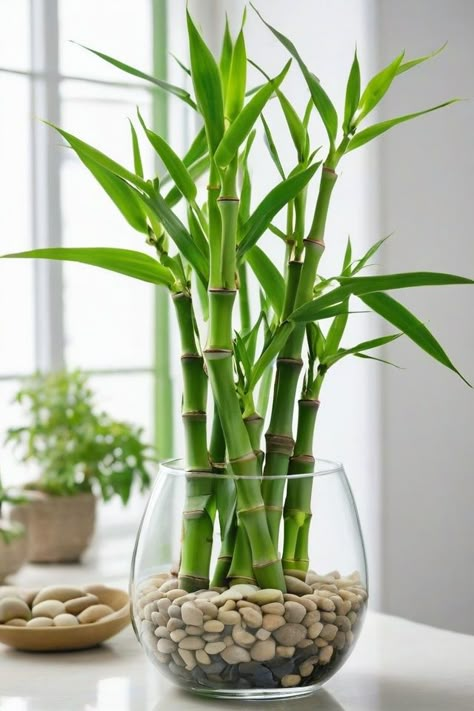 8 Tactics To Grow Lucky Bamboo In Water Mini Bamboo Plant, Lucky Bamboo Plants Decor, Lucky Bamboo In Water, Bamboo Indoor Plant, Lucky Bamboo Decor, Bamboo Plant Indoor, Bamboo Plant Decor, Bamboo Plant Care, Indoor Bamboo