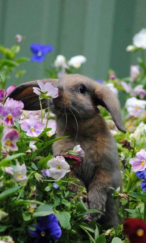 Spring bunny in the flower garden Hamsters, Cute Creatures, Sweet Animals, Animal Photo, 귀여운 동물, Cute Bunny, Animals Friends, Bunny Rabbit, Beautiful Creatures