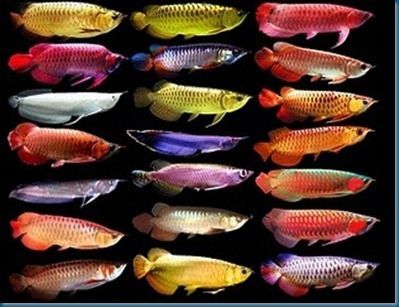 Arowana Fishes For Sale | New York, NY #159178 | Petzlover Arowana Fish, Stingray Fish, Oscar Fish, Monster Fish, Ikan Air Tawar, Tropical Freshwater Fish, Dragon Fish, Different Fish, Freshwater Aquarium Fish