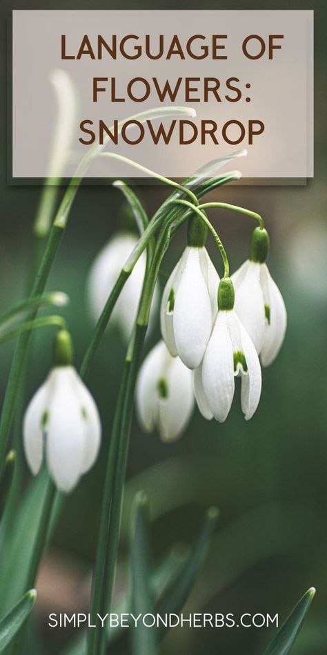 language of flowers, snowdrop, symbolism of snowdrop Spring Flowering Bulbs, Flower Meanings, Herbs For Health, Spring Sign, Diy Health, Spring Blooms, Diy Skin, Medicinal Herbs, Birth Flowers