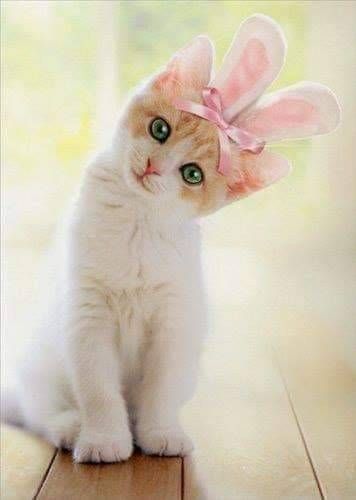 Pink Bunny Ears, Easter Cats, Beautiful Kittens, Fluffy Kittens, Siamese Kittens, Pink Bunny, Russian Blue, Cute Cats And Kittens