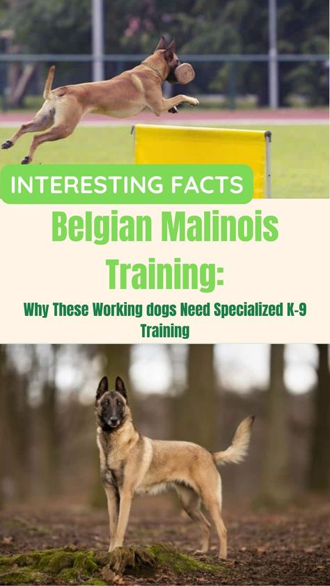 Belgian Malinois Training: Why These Working Dogs Need Specialized K-9 Training Belgian Malinois Training, Malinois Training, K9 Police Dogs, Guard Dog Breeds, Dog Breeding, Belgian Malinois Dog, Malinois Dog, Police K9, Dog Needs