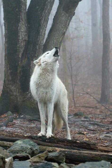 The Howling, photo Michael Barry. Regard Animal, Wolf Photography, Arctic Wolf, Wolf Photos, The Howling, Wolf Spirit Animal, Wolf Love, Wild Wolf, Wolf Pictures