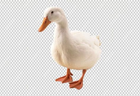 Pecking Duck, Aesthetic Duck, Adobe Software, White Duck, White Ducks, Backgrounds Free, Transparent Background, White