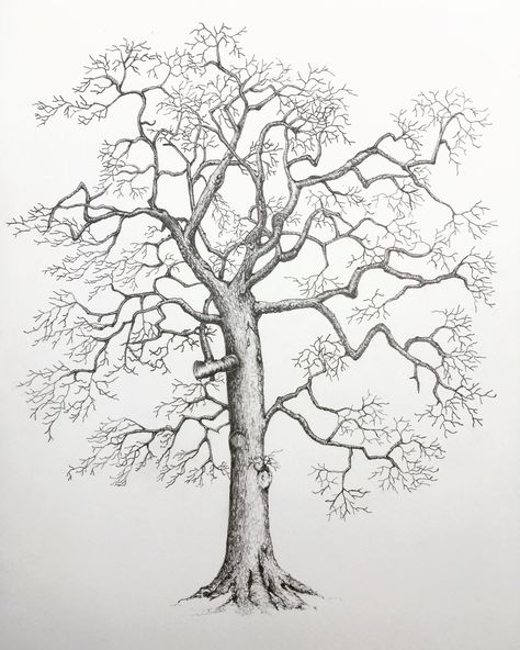 Naked oak tree in pencil Oak Tree Drawing Sketch, Oak Tree Sketch, Creative Catalog, Naked Tree, Oak Tree Drawings, Ink Tree, Watercolour Trees, Tree Drawing Simple, Botanical Artists