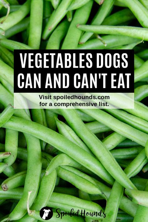 Keep your dog safe! Find a comprehensive list of vegetables dogs can and can't eat on Spoiled Hounds. #pets #dogs #doglover #dogfood #dogtreats #vegetables Can Dogs Eat Pumpkin, Can Dogs Eat Carrots, Can Dogs Eat Corn, Dog Vegetables, Holistic Dog Care, Foods Dogs Can Eat, Easy Dog Treat Recipes, Make Dog Food, Stencils Painting