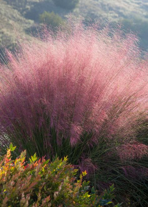 I like this grass...    The Prettiest Ornamental Grasses for Sun and Shade | HGTV Short Ornamental Grasses, Ornamental Grasses For Shade, Front Garden Path, Pink Muhly, Ornamental Grass Landscape, Full Sun Landscaping, Tall Ornamental Grasses, Shade Grass, Monrovia Plants