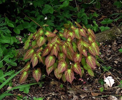 Epimedium Rubrum, Perennial Ground Cover, Yard Inspiration, Sweet Woodruff, Soil Texture, Drought Tolerant Garden, Rock Garden Design, House Updates, Farm Nursery