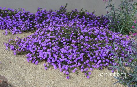 purple trailing lantana; heat tolerant, low water use, bright attractive flowers spring-fall.  Can take over an area so plant in spots you want to fill quickly! Trailing Lantana, Purple Lantana, Flowers Ideas, Desert Garden, Ground Cover Plants, Drought Tolerant Plants, Garden Cottage, Desert Landscaping, Ground Cover