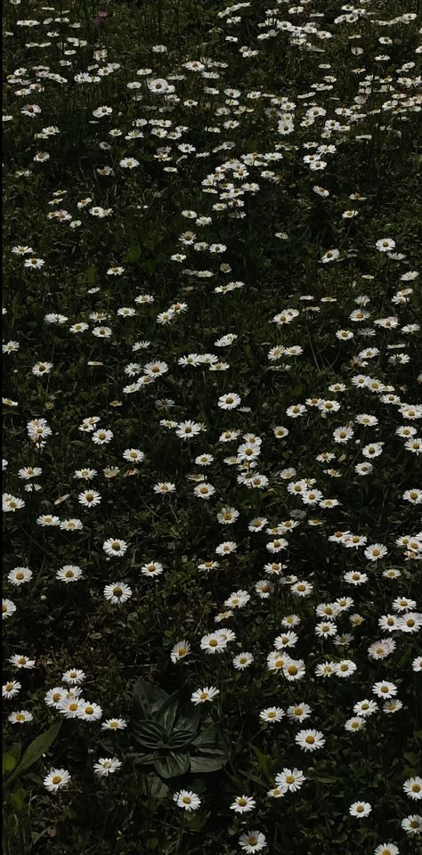 Aesthetic Field of Daisies Daisy Field Wallpaper, Dark Daisy Aesthetic, Daisies Aesthetic, Field Wallpaper, Daisy Wallpaper, Daisy Field, Dark Art Illustrations, Beauty Icons, Dark Wallpaper