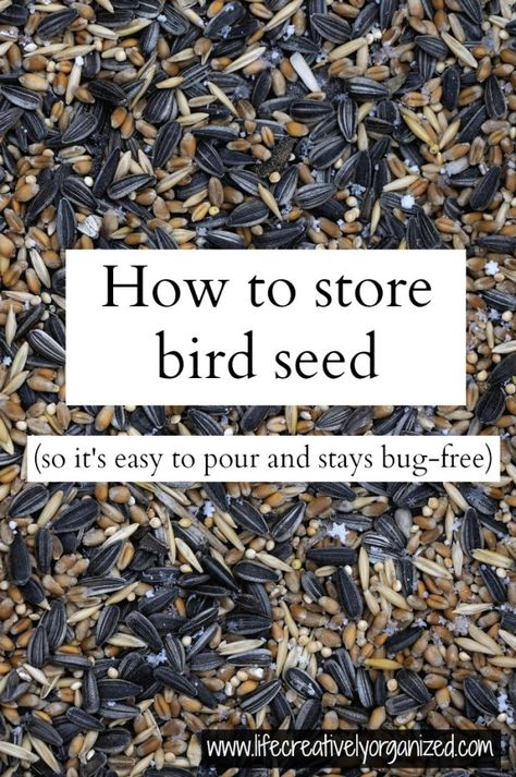 Do you love to feed wild birds, but find a large bag of seed too hard to work with? Well, here's a great way to store bird seed so it is easy to pour & stays bug-free. Baby Bird Food, Bird Seed Storage, Backyard Birds Watching, Easy Bird, Bird Aviary, Diy Bird Feeder, Bird Care, Diy Birds, Wild Bird Food