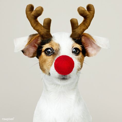 Adorable Jack Russell Retriever puppy wearing a Reindeer antler | premium image by rawpixel.com / Teddy Rawpixel Can Your Pet, Reindeer Horns, Jack Russell Terriers, Christmas Collar, Merry Christmas Dog, Animal Cutouts, Easiest Dogs To Train, Christmas Dog Collar, Jack Russells