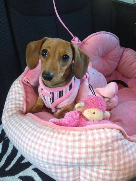 pretty pink baby Baby Dachshund, Dachshund Funny, Weenie Dogs, Mini Dachshund, Dachshund Lovers, Dachshund Puppies, Dachshund Love, Weiner Dog, Wiener Dog