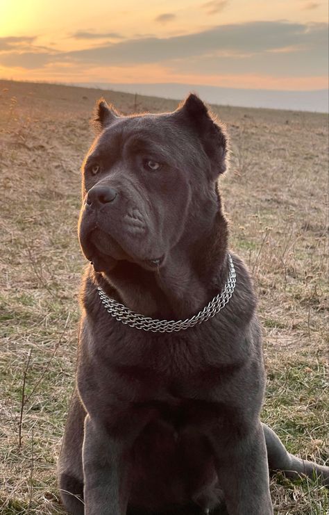 Cane Corso Wallpaper Iphone, Cane Corso Dog Blue, King Corso Dog, King Corso, Blue Cane Corso, Dog Ear Tattoo, Tattoos Dog, Loyal Dog Breeds, Cute Dog Quotes