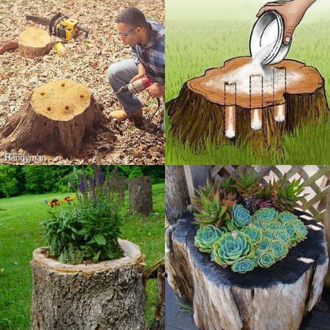 Old Tree Stumps Turned Into Beautiful Flower Planters!  1- Drill a hole into the top and widen it until there is a 3 inch border.  2- Drill sloping holes from the centre out of the stump, sloping down to the ground, this is for drainage.  3- Fill the holes with small gravel (which is what people are asking what they are pouring in). 4- Add a 30/70 compost / potting soil. 5- add plants. Tree Stump Planter, Tree Planters, Tree Stumps, Budget Garden, Old Tree, Summer Decorating Ideas, Garden Yard Ideas, Beautiful Backyards, Tree Stump