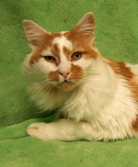 Leon’s a soft longhaired white cat with interesting orange spots on his face, back and tail, a lot like a fancy Turkish Angora, though he’s just a regular kitty guy. His back was shaved at one point, but once it grows back, he’ll have a magnificent coat. He was abandoned at a house and found by the workers who had been sent there to remodel it, so it was pretty scary for him for a while. In spite of that, he’s very loving and ready to come out and give you head bonks. Flea Shampoo For Cats, Toxic Plants For Cats, Herding Cats, Angora Cats, Cat Orange, Turkish Angora, Allergic To Cats, Cat Seat, Cat Oc