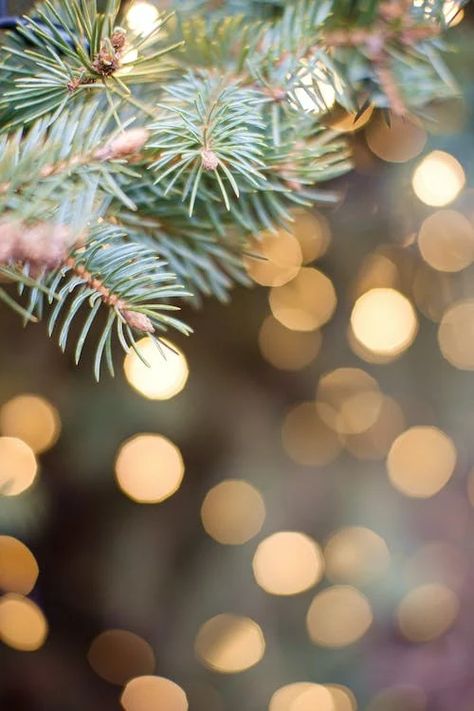 Close-up of a Christmas Tree Branch and Christmas Lights in the Background · Free Stock Photo Christmas Tree Close Up, Xmas Poster, Photoshop Edits, Christmas Stock Photos, Christmas Tree Branches, Bokeh Lights, Zoom Photo, Christmas Painting, Close Up Photography