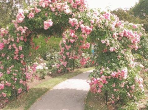 ♥Rie♥ Ethereal Aesthetic, Fairy Aesthetic, Spring Aesthetic, Nature Aesthetic, Pretty Places, Dream Garden, Cottage Core, Pink Aesthetic, Pretty Flowers