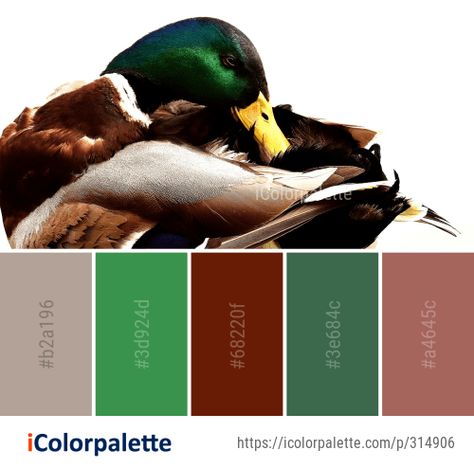 Duck Color Palette, Bird Water, Color Palette Ideas, Water Images, Duck Bird, Palette Ideas, Mallard, Color Therapy, Swans