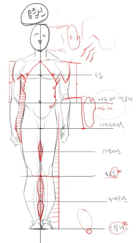 @annim1011 on twitter Body proportions Anatomy Tutorial, Art Advice, Human Anatomy Drawing, Body Sketches, Human Anatomy Art, Anatomy Sketches, Anatomy For Artists, Body Reference Drawing, Body Anatomy