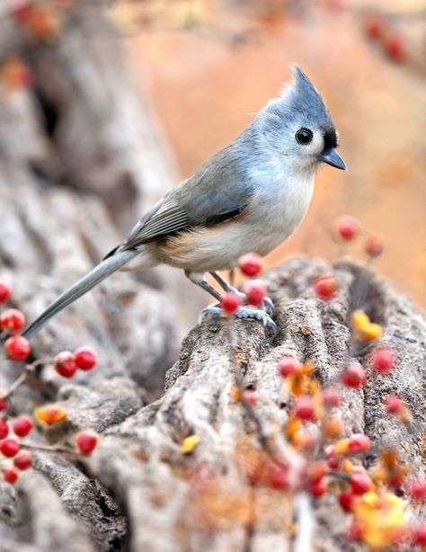 How to Identify a Tufted Titmouse - Birds and Blooms The Biggest Bird, Biggest Bird, Small Feather Tattoo, Birds Diy, Titmouse Bird, Found Object Sculpture, Cat Calico, Farm Tips, Tufted Titmouse