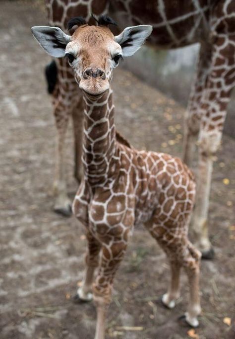 This baby giraffe is just too cute 💕 #BabyAnimals Baby Giraffes, Regnul Animal, Baby Animals Pictures, Cute Giraffe, Super Cute Animals, Cute Animals Images, Baby Animals Funny, Baby Giraffe