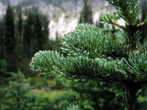 Subalpine REMINDS ME OF THE BEAUTIFUL CHRISTMAS TREE GROWING IN MY BACK YARD.. OH I SO LOVE NATURE ! ♥ Smoky Bear, Population Density, Native Gardens, Spring Planting, Tree Growing, Holiday Trees, Tree Species, Ponderosa Pine, Lake Oswego