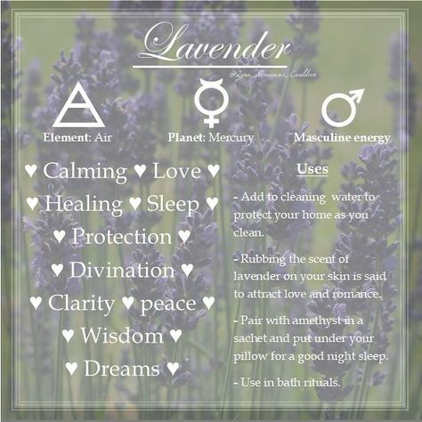 Correspondence of Lavender in relation to witchcraft Lavender Oil Witchcraft, Lavender Magical Uses, Lavender Healing Properties, Lavender In Witchcraft, Lavender Correspondences, Magical Properties Of Lavender, Herb Correspondences Witchcraft, Lavender Magical Properties, Lavender Witchcraft Uses