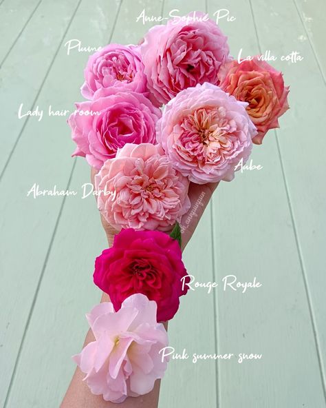 Rose Species, Hair Room, Summer Snow, Rose Gardening, Lady Hair, Garden Idea, Pink Summer, Villa, Flowers