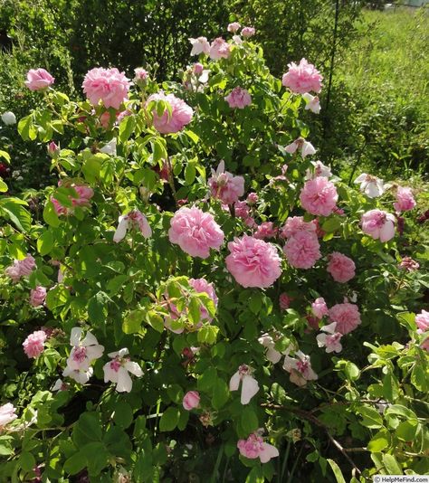 Ispahan Rose, Bathsheba Rose, Zephirine Drouhin Climbing Rose, Rosarium Uetersen Rose, Romantic Antique Garden Rose, Rose Photos, Beautiful Roses, Damask, Flower Garden