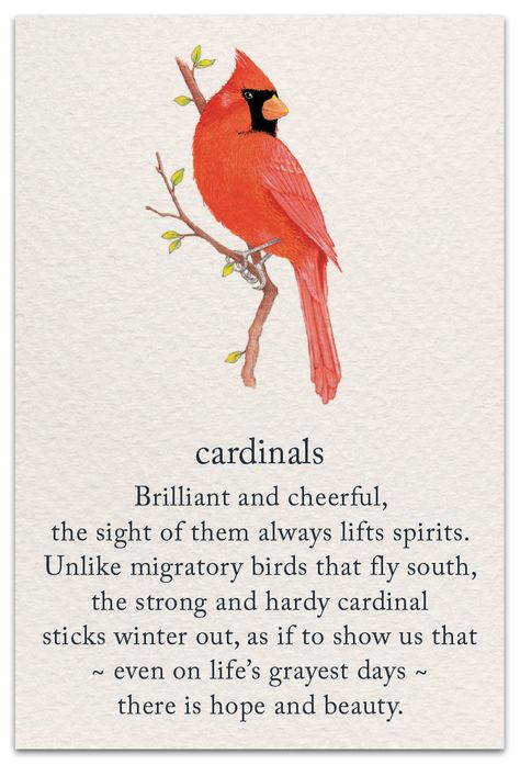 Inside message: May the sight of this little guy always cheer you.  #cardthartic #greetingcard #cardinal #bird #fall #woods #stationary #meaningsoflife #greetingcards Fall Woods, Soul Meaning, Witchcraft Magic, Bird Quotes, New Babies, Cardinal Bird, Symbols And Meanings, Spiritual Symbols, Red Bird