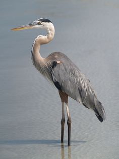 Herron Bird, Western Bluebird, Heron Painting, Mountain Bluebird, Heron Art, Coastal Birds, Eastern Bluebird, Great Blue Heron, Shorebirds