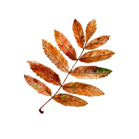 Autumn rowan leaf vector illustration Rowan Tree Leaf Tattoo, Rowan Leaf Drawing, Elm Leaf Drawing, Watercolor Oak Leaves, Autumn Leaf Illustration, Watercolor Autumn Leaves, Leaves Vector, Autumn Leaves, White Background