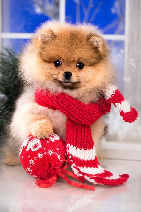 Christmas Pomeranian, Santa Scarf, Cute Animals Pictures, Pomeranian Spitz, Pomeranian Dogs, Christmas Cuties, Pomeranian Lovers, Cute Pomeranian, Christmas Dogs