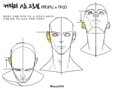 When the head is bowed from the front, the ears are higher than the eyes, and when the head is raised, the ears are lower than the eyes. Head Positions, Anime Anatomy, Head Anatomy, Body References, Face Structure, Anatomy Sculpture, 얼굴 드로잉, Anatomy Tutorial, Human Anatomy Drawing