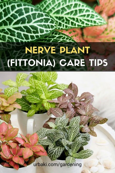 Propagate Nerve Plant, Silver Nerve Plant, Fittonia Plant Decor, Fittonia Plant Care, Red Vein Plant, Nerve Plant Care, Pink Nerve Plant, Fittonia Plant, Pink And Green Plants Houseplant