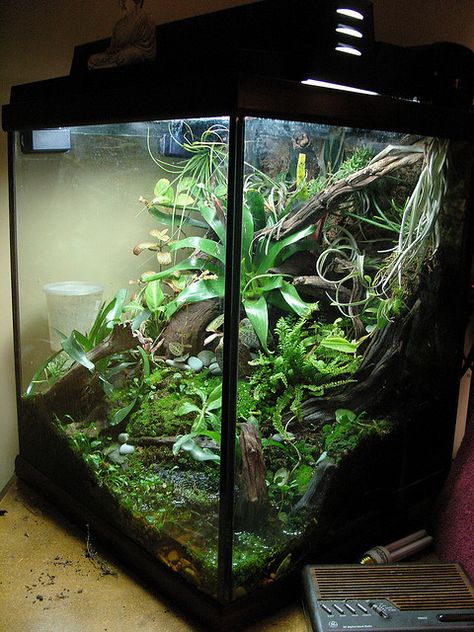 Sloped substrate looks more natural Dart Frog Tank, Dart Frog Terrarium, Dart Frog Vivarium, Gecko Vivarium, Bioactive Vivarium, Gecko Habitat, Frog Habitat, Frog Terrarium, Frog Tank