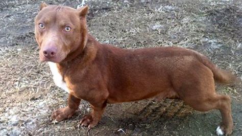 'He is real!' Unusual Dachshund/pit bull mix sparks buzz, needs home Clumber Spaniel, Pit Bull Mix, Bearded Collie, Dog Mixes, Dachshund Mix, Weenie Dogs, Rhodesian Ridgeback, Funny Dog Pictures, Mixed Breed Dogs