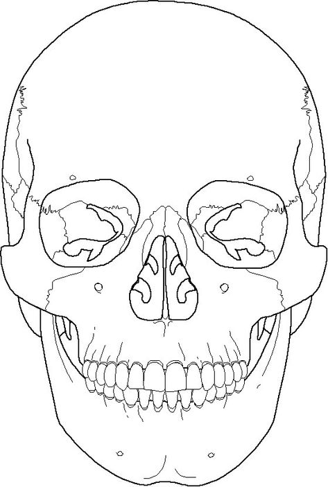 Skull Diagram Anatomy, Human Skull Diagram, Human Bones Drawing, Skull Anterior View, Cranium Anatomy, Skull Bones Anatomy, Anatomy Coloring Pages, Skull Diagram, Human Skull Anatomy