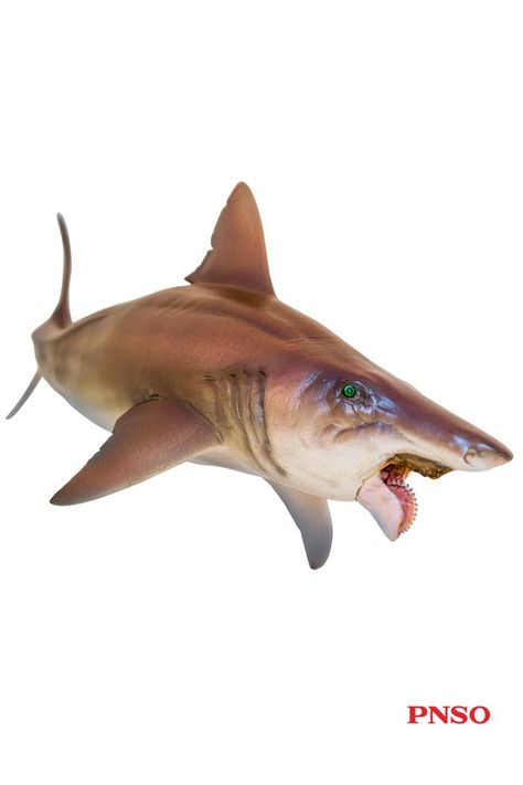 Haylee the Helicoprion is an ancient cartilaginous fish that looks like a shark but isn’t. Its most peculiar part is the chainsaw-like teeth. It loves to prey on squids and octopuses and is an active predator in the ocean. #pnso #ancientfish Cartilaginous Fish, Ancient Fish, Prehistoric Animals, In The Ocean, Chainsaw, The Ocean, Fish, Models, Animals