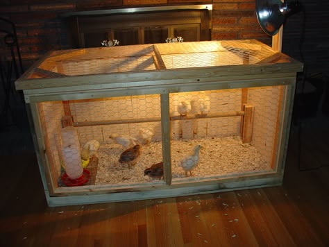 Chick Brooder Coop Chicken Brooder Box, Brooder Box, Chicken Brooder, Raising Chicks, Chicken Pen, Diy Chicken Coop Plans, Chicken Cages, Chicken Coop Designs, Keeping Chickens