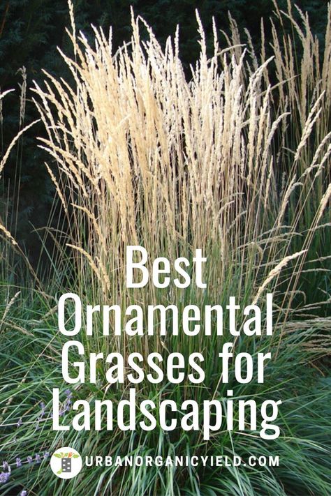 Learn more about  13 different types of ornamental and decorative tall grasses that are ideal for backyard, patio or in front of the house for nice curb appeal.  Also, these tall grasses will grow in the shade.  #OrnamentalGrass #DecorativeGrass #TallGrass #CurbAppeal #Landscaping #Gardening #UrbanOrganicYield Using Grasses In Landscaping, Landscaping Around A Patio Ideas, Grass Gardens Ornamental, Grass Plants Landscaping Front Yards, Natural Grasses Landscaping, Front Yard Ornamental Grasses, Grasses Garden Landscaping, Part Shade Ornamental Grasses, Gardening With Ornamental Grasses