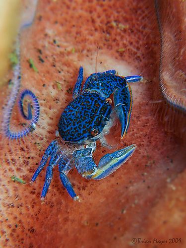 Porcelain Crab, Crab Species, Crab And Lobster, Cool Fish, Beautiful Sea Creatures, Latin Word, Blue Porcelain, Underwater Creatures, Hermit Crab