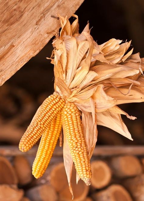 Corn Crib, Harvest Farm, Dried Corn, Indian Corn, Corn Maze, Corn On Cob, Farms Living, Down On The Farm, Wedding Glasses