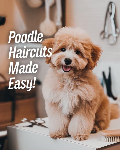 Thinking of giving your pup a fresh poodle haircut? Discover easy grooming tips to achieve stylish poodle cuts and make your poodle hair look its best. From popular poodle haircut styles to managing poodle haircuts on a budget, these tricks make grooming easy and fuss-free. Perfect for toy poodle haircut ideas that keep your puppy looking adorable! #gg #pethealthcaretips #poodlecuthair Poodle With Bows In Hair, Poodle With Mustache, Winter Poodle Haircuts, Poodle Mix Haircut Styles, Toy Poodle Haircuts, Toy Poodle Grooming Styles, Miniature Poodle Haircut Styles, Mini Poodle Haircut Styles, Toy Poodle Haircut Styles