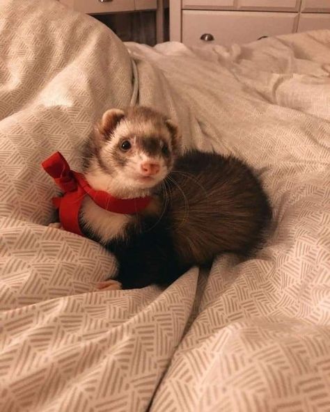 A Ferret, Ferret, Pet, Red, Animals, White