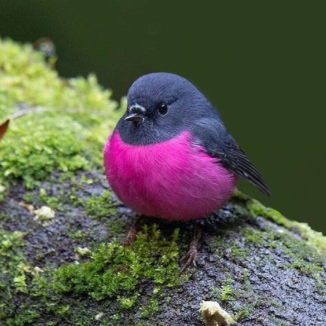 8,972 Likes, 92 Comments - Bird Gardenical (@bird_gardenical) on Instagram: “. ~ As everyone loves this little bird 🐤 so much, here’s another image of a male Pink Robin 💜 from…” Pink Robin, Painted Bunting, Image Nature, Australian Wildlife, Robin Bird, Bird Pictures, Pretty Birds, Colorful Birds, Cute Birds